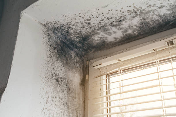 Trusted Mold Removal service in South Boston, VA - Cheap Mold Removal