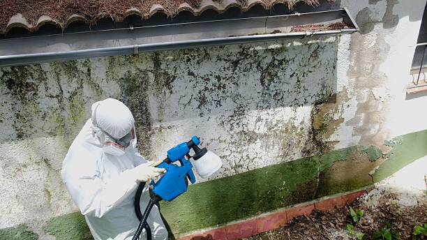 Trusted Mold Remediation service in South Boston, VA - Cheap Mold Removal